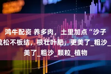 鸿牛配资 养多肉，土里加点“沙子”，盆土疏松不板结，根壮叶肥，更美了_粗沙_颗粒_植物